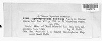 Apiosporium foedum image